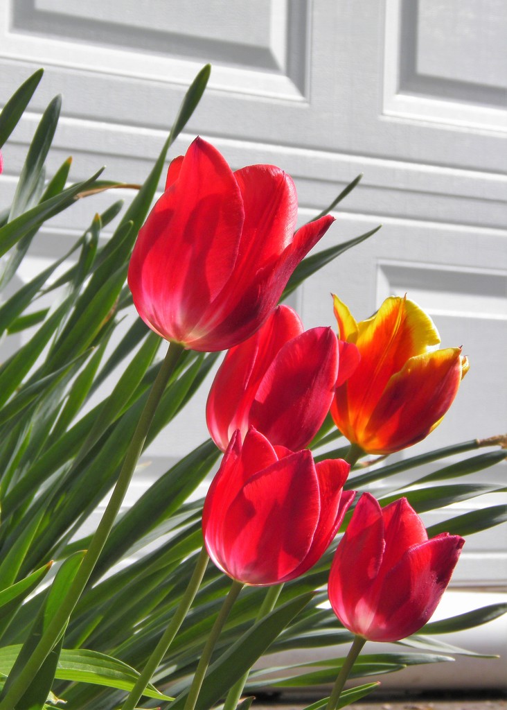 May 2: tulips by daisymiller