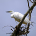 Crane in nest by dkbarnett
