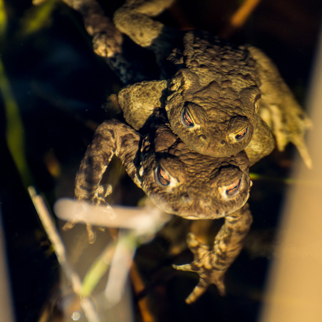 Toads. by iqscotland