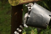 5th May 2018 - Lemur guarding the bucket of food!