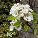Apple blossom at Castle Fraser Walled Garden  by sarah19