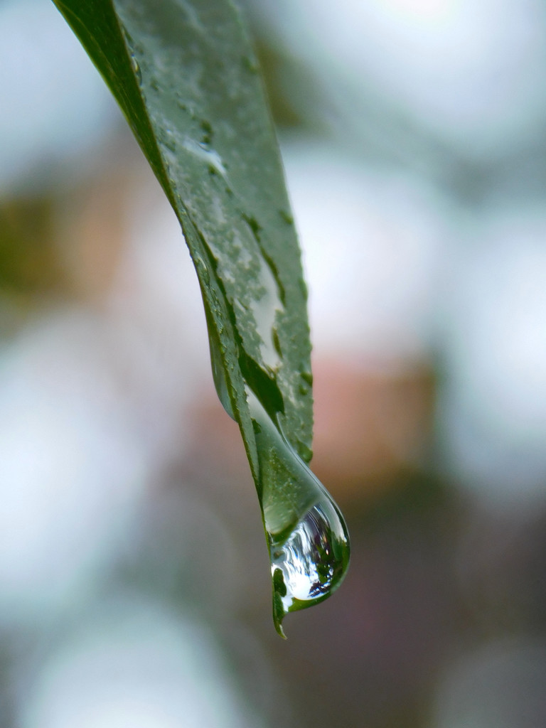  Raindrop refraction by 365anne