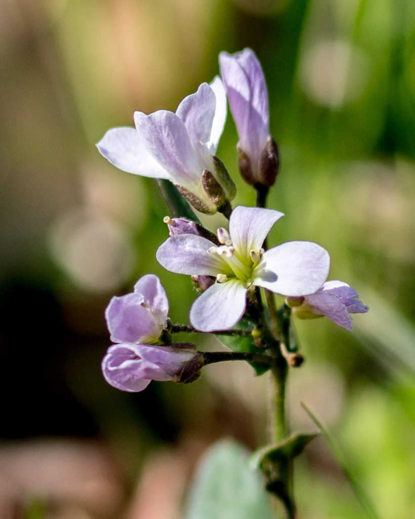 Purple cress Purple Portrait by rminer