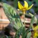 Yellow Trout Lily with Shadow by rminer