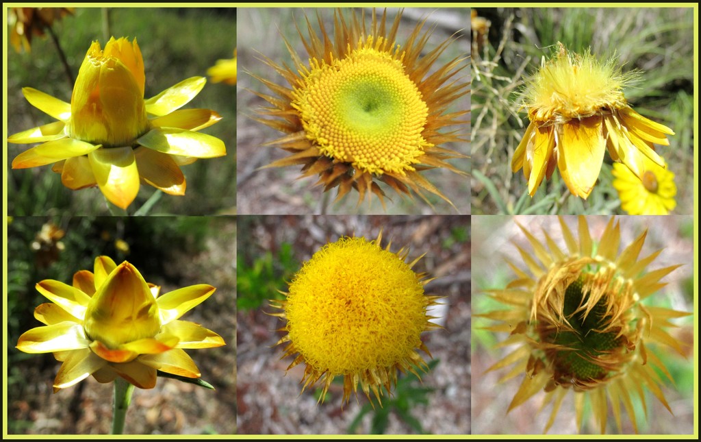 Paper daisies. by robz