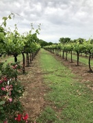 5th May 2018 - Eden Hill’s vines