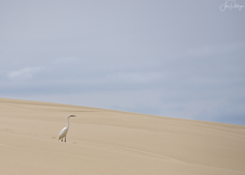 White Egret Standing on the Dunes  by jgpittenger