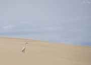 5th May 2018 - White Egret Standing on the Dunes 
