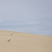 White Egret Standing on the Dunes  by jgpittenger