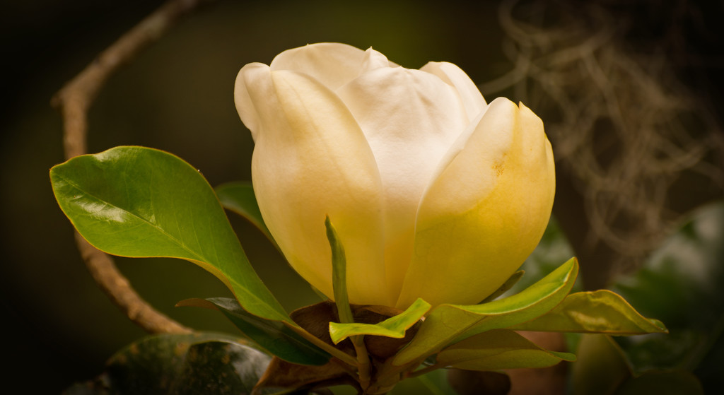 Magnolia Bloom! by rickster549