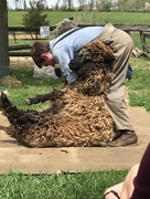 5th May 2018 - Sheep shearing
