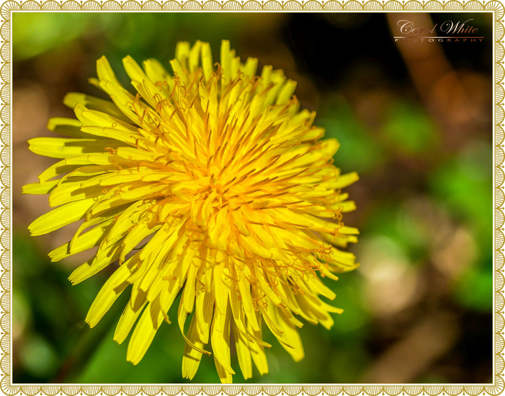 The Sun's Arrived And So Have The Dandelions by carolmw