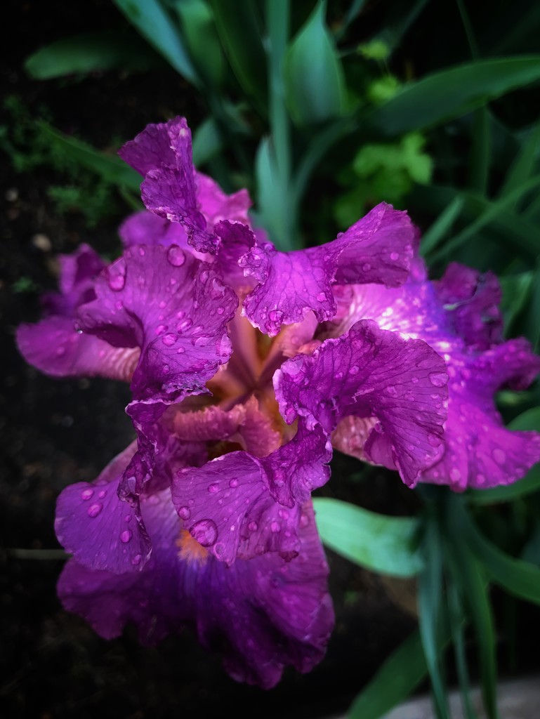An Eden Hill Iris after the rain by louannwarren