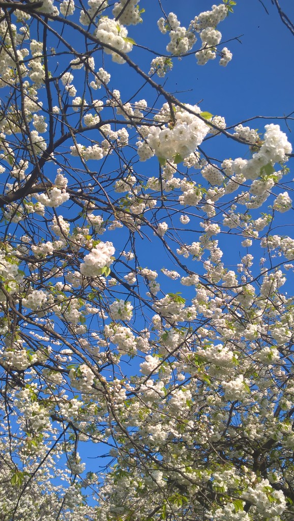 Blue sky and blossom by brennieb