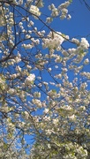 6th May 2018 - Blue sky and blossom