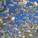 Blue sky and blossom by brennieb