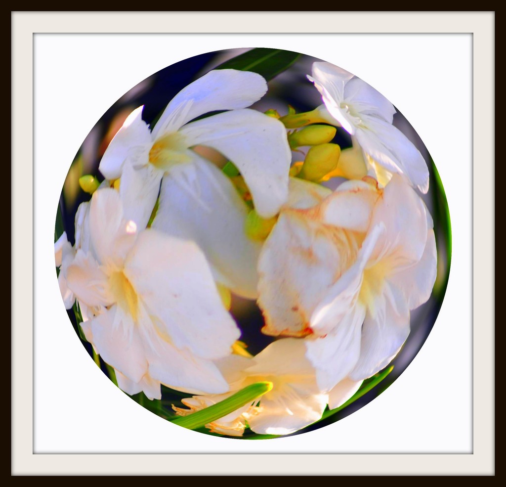 Flowers in a Glass Ball by stownsend
