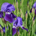 Purple Irises by alophoto