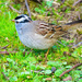 White-Crowned Sparrow -- Male by seattlite