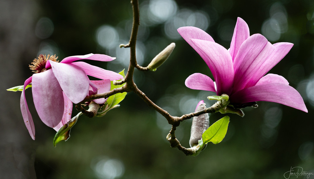 Magnolia Old and New  by jgpittenger