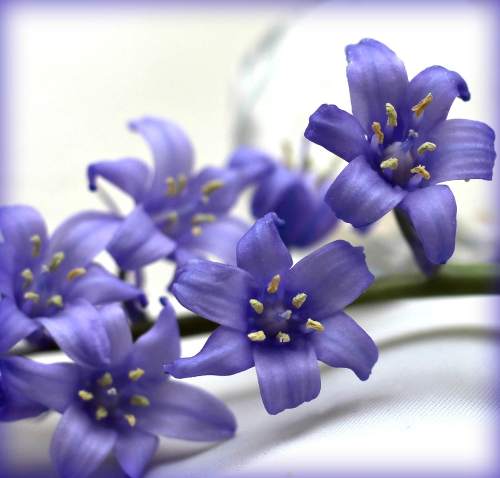 Beautiful Bluebells. by wendyfrost
