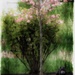 Dogwood in Watercolor  by digitalrn