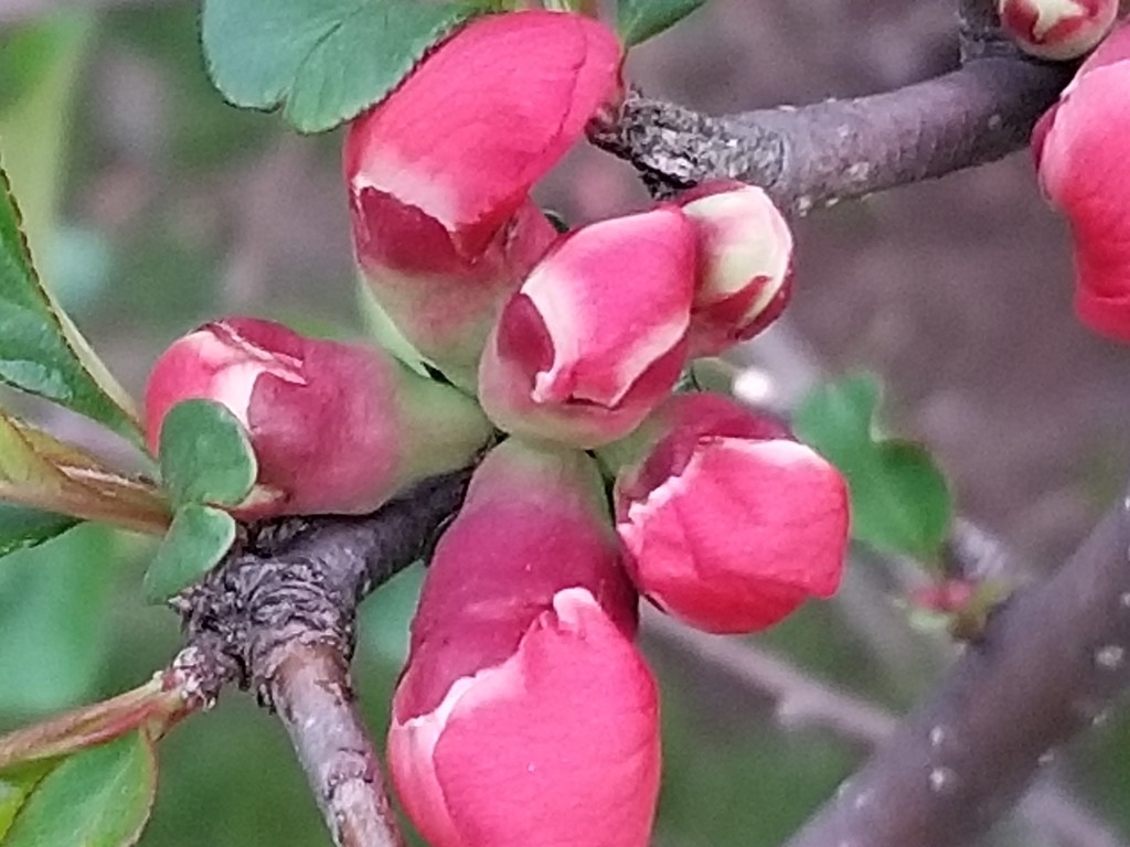 Quince is flowering. by meotzi