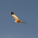 Marsh Harrier flypast by julienne1