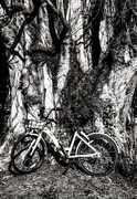11th Apr 2018 - Bicycle