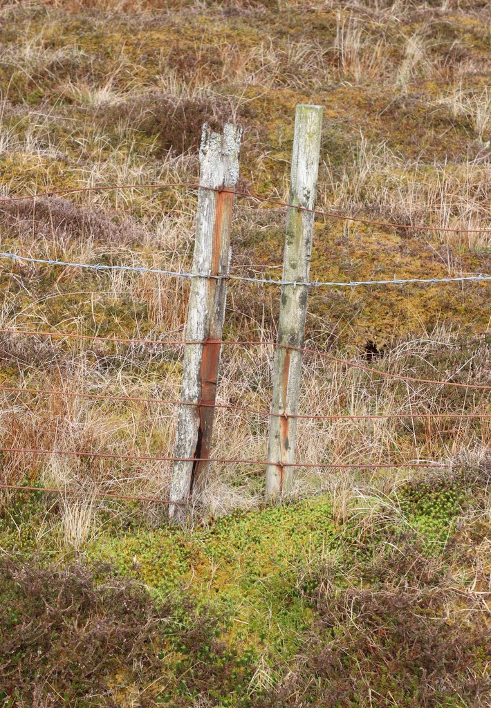 Fence Posts by lifeat60degrees