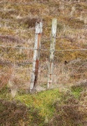 6th May 2018 - Fence Posts