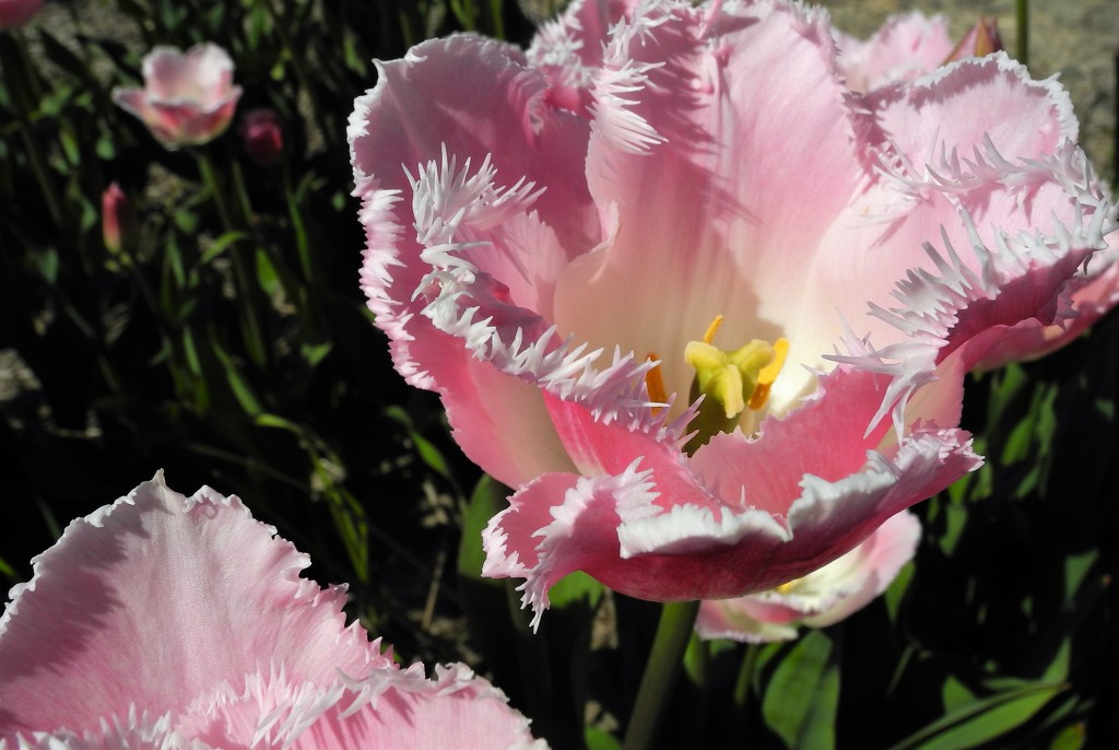 DSCN0314 (2) pink tulips by marijbar