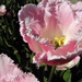 DSCN0314 (2) pink tulips by marijbar