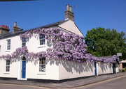 6th May 2018 - Wisteria