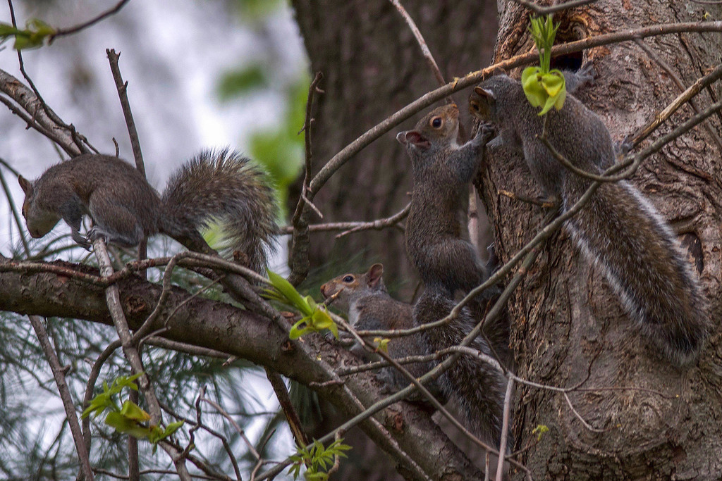 Squirrel babies emerging! by berelaxed