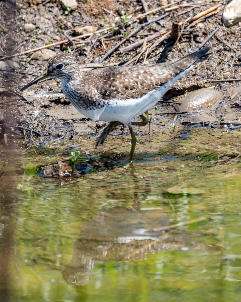 Sandpiper Closeup Portrait with reflection by rminer