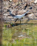 6th May 2018 - Sandpiper Closeup Portrait with reflection