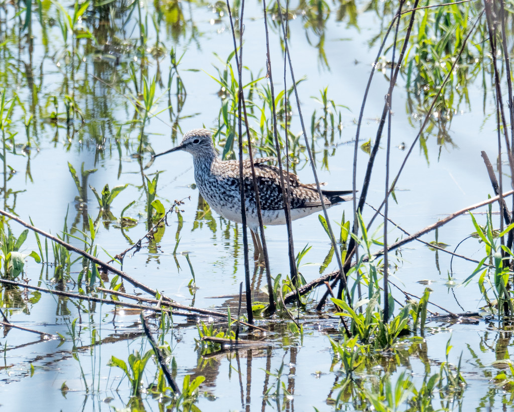 Yellowlegs Landscape Centered by rminer