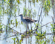 6th May 2018 - Yellowlegs Landscape Centered