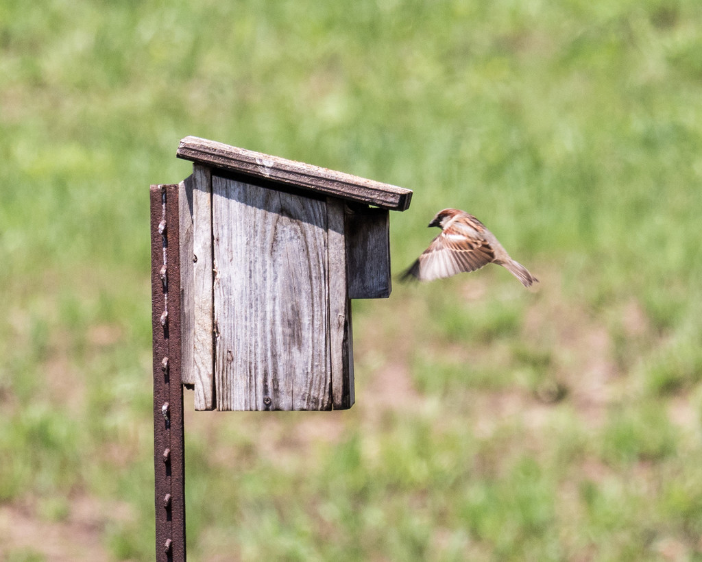 Sparrow in flight by rminer
