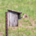 Sparrow in flight by rminer