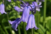 6th May 2018 - Blue Bells