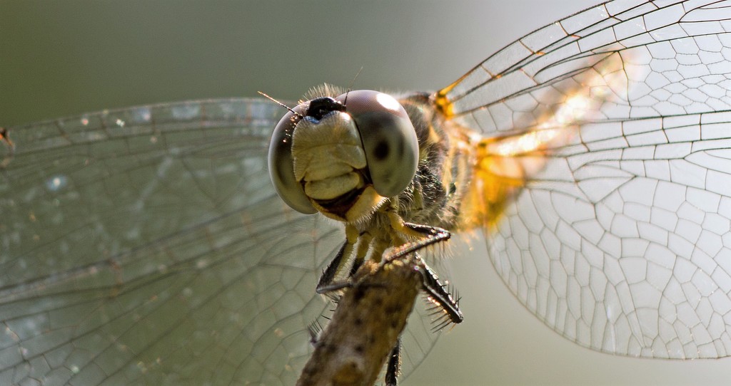 Smiling Dragonfly! by rickster549