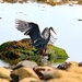 Blue Heron fishing for Midshipmen by kathyo