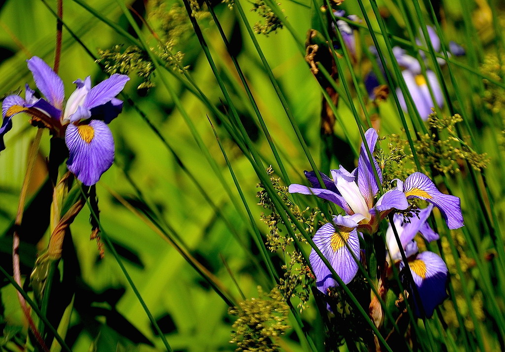 Irises, Magnolia Gardens by congaree