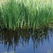 reeds and reflections by quietpurplehaze