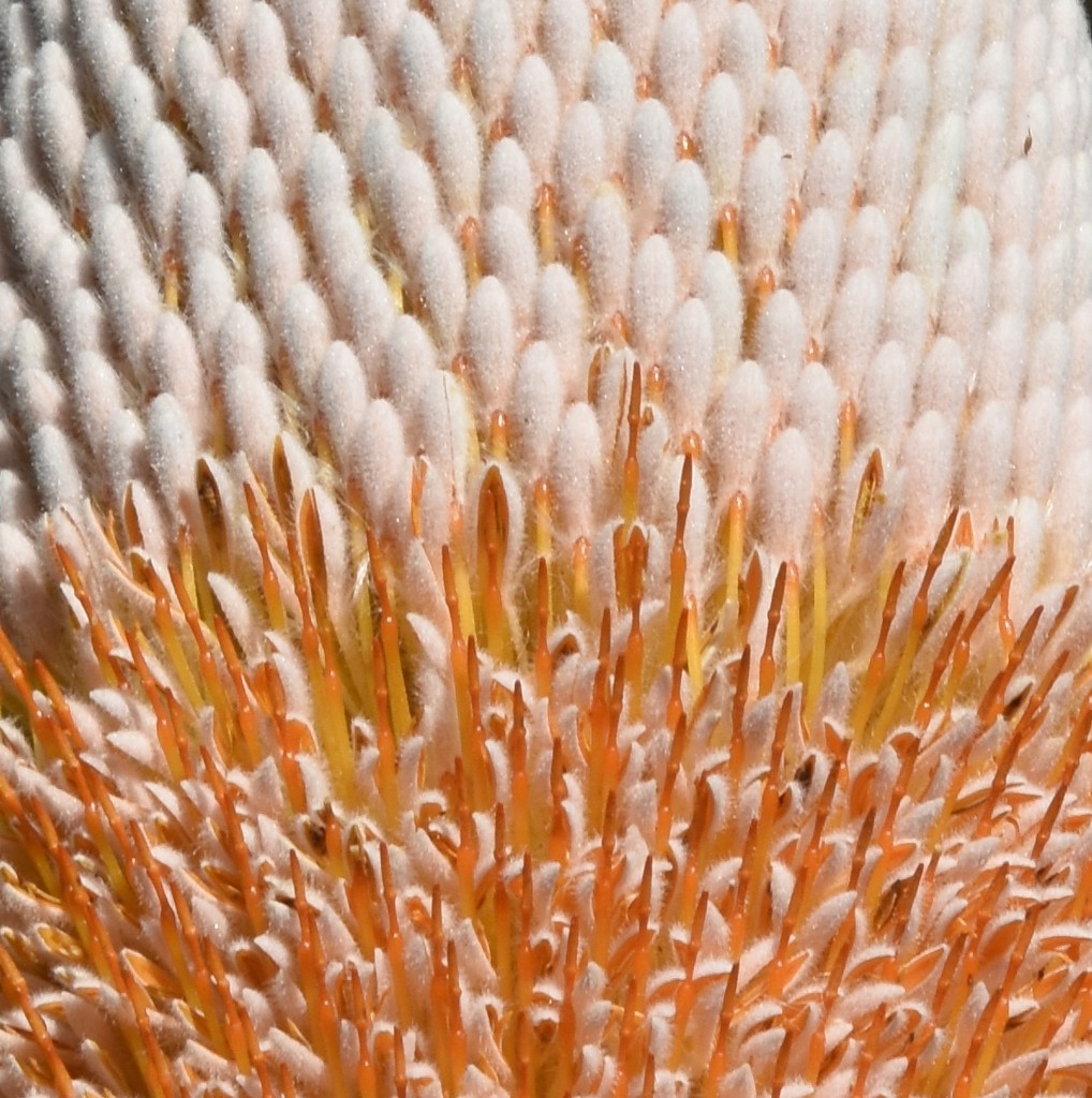 Banksia Half and Half_DSC8211 by merrelyn