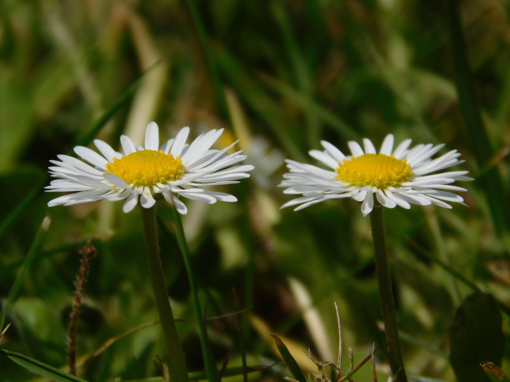 Daisy Twins by 365anne