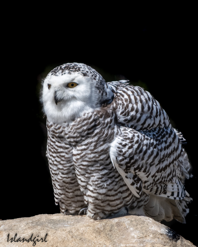 Snowy Owl  by radiogirl