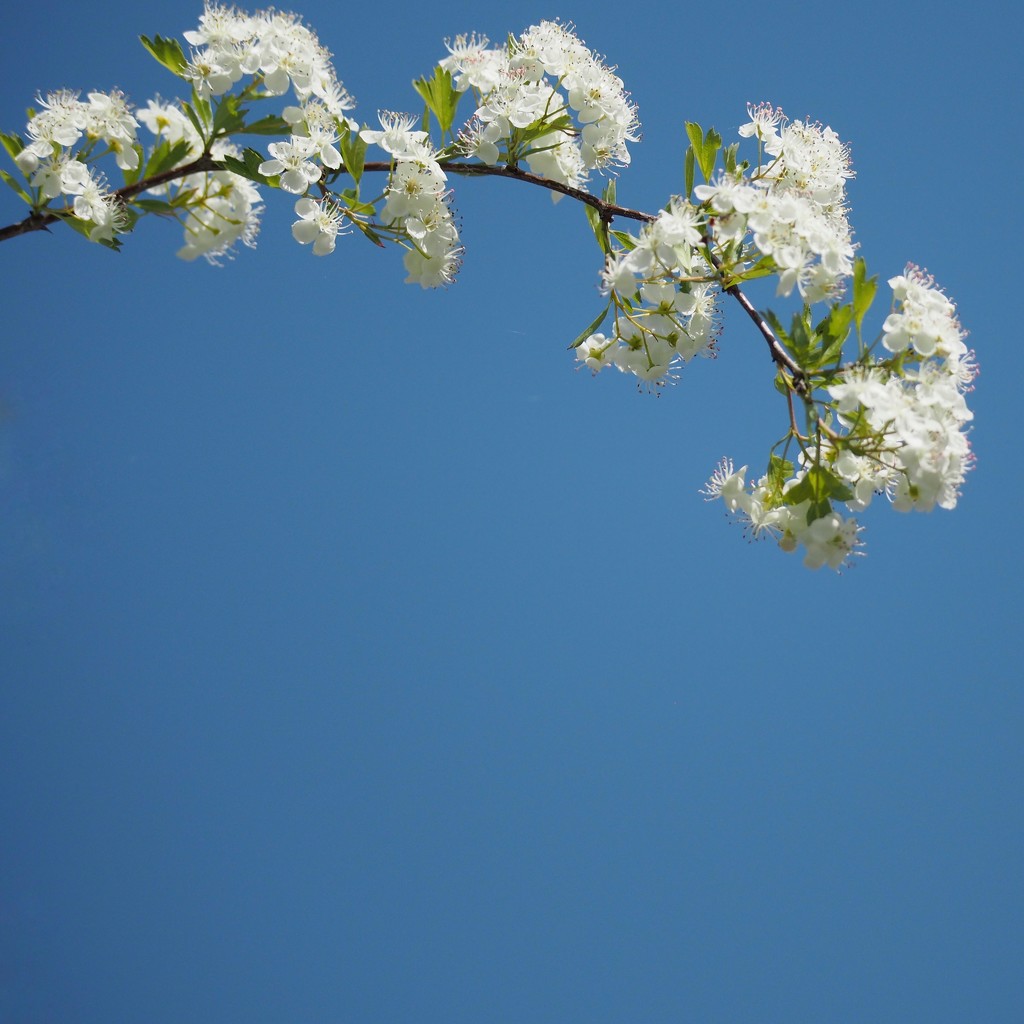 Half and half - gorgeous blue skies and blossom by bizziebeeme